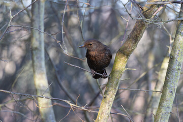 Female Blackbird perched in a tree on a winter day.