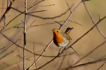 Robin perched on a twig.