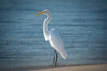 Great White Egret