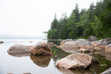 River in the Forest © NikkiLee