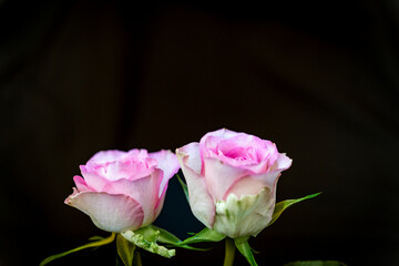 &Eacute;l&eacute;gance en duo -Deux roses roses