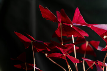 jolie plante -oxalis triangularis