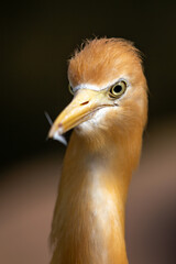 Cattle Egret (Bubulcus ibis) in pasture near grazing livestock worldwide