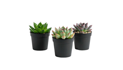 Three small succulents in dark pots centered on a stark black background, showcasing foliage variations