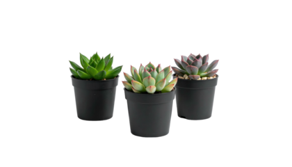 Three small succulents in dark pots centered on a stark black background, showcasing foliage variations