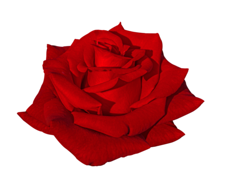 Close-up Beautiful Red Rose flower Head isolated on transparent background with clipping path. Floral design element for cards, invitations, posters.