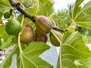  A close-up of a ripe fig on a fig tree in a garden.