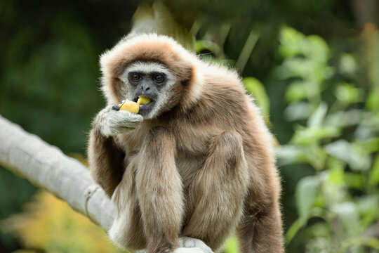 lar gibbon white-handed gibbon, an endangered primate in the gibbon family - Powered by Adobe