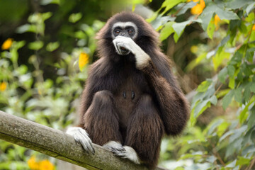 lar gibbon white-handed gibbon, an endangered primate in the gibbon family