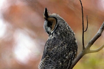Long-eared Owl Asio otus waking up from a day of sleep preparing for his night hunt at Sunset hour