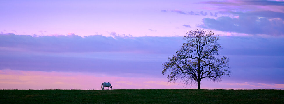 Single white horse grazing at dawn on top of a hill.