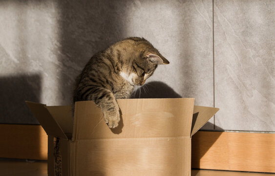 Fototapeta Wesoły mały szary kot bawiący się szarym pudełkiem