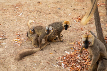 Obraz premium Common brown lemur (Eulemur fulvus) with orange eyes.