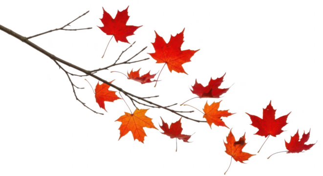 Autumn branch with red leaves isolated on transparent background