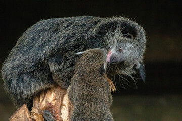 Binturong Arctictis binturong Adult sleeping at the top of a dead tree.