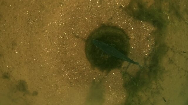 Spiral camera descent above a walleye, also known as zander or pike perch (Sander lucioperca), resting on a tire at the lake bottom during spawning period. Check my portfolio for more walleye footage.