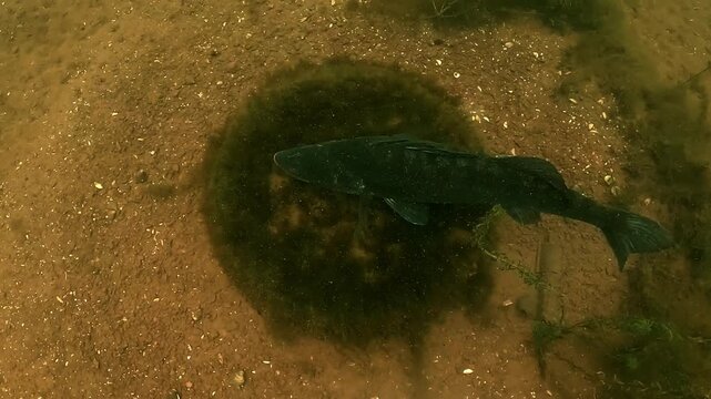 Top view of a walleye, also called zander or pike perch (Sander lucioperca), resting motionless on an old tire at the bottom of a freshwater lake. Check my portfolio for more walleye footage.