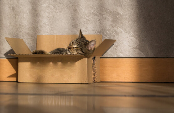 Fototapeta Wesoły mały szary kot bawiący się szarym pudełkiem