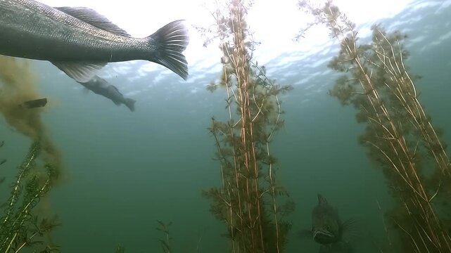 Low angle view of a walleye, also known as zander or pike perch (Sander lucioperca), hovering in clear water as a second fish slowly exits the frame. Check my portfolio for more walleye footage.