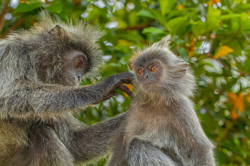 Closeup portrait of Tufted gray langur Semnopithecus priam