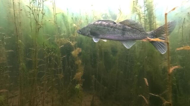 Walleye, also called zander or pike perch (Sander lucioperca), swims among aquatic plants with shiny scales and joins four others mid-water. Check my portfolio for more walleye footage.