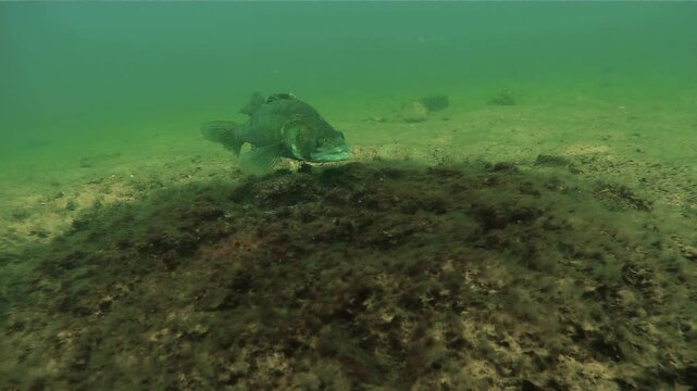 Walleye, also known as zander or pike perch (Sander lucioperca), lies still over its nest, guarding a cluster of eggs in shallow freshwater. Check my portfolio for more spawning footage.