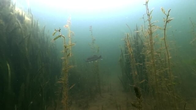 Walleye, also called zander or pike perch (Sander lucioperca), with shimmering scales glides through aquatic plants and crosses paths with another. Check my portfolio for more walleye footage.