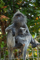 Closeup portrait of Tufted gray langur Semnopithecus priam