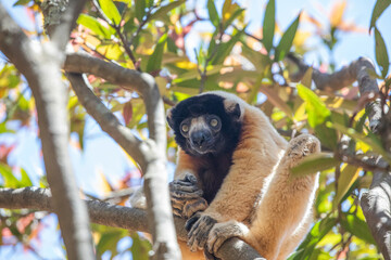 Obraz premium Endangered Coquerel Sifaka Lemur Propithecus coquereli Madagascar