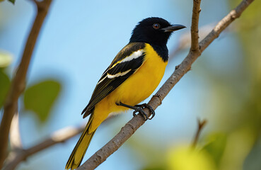 Fototapeta premium Regent Honeyeater sits on a branch. Black head contrasts vivid yellow body of this striking bird. This australian wildlife species is endangered due habitat loss and climate change impacts.