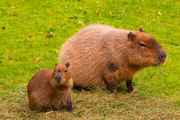 Two capybaras standing on green grass, showcasing their natural habitat and social behavior