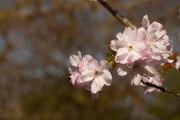 pink cherry blossom