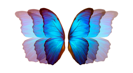 bright blue wings of a colorful tropical morpho butterfly on transparent background. flight effect. flutter of wings