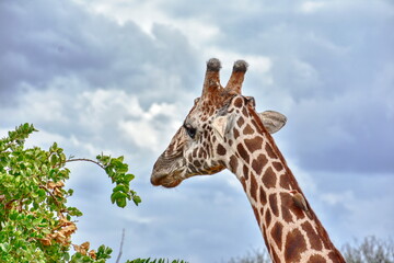 Giraffe in natural environment, Tsavo East National Park