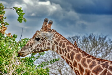 African giraffe and oxpecker bird in savanna, Africa
