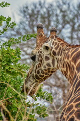 Close-up of a giraffe's head