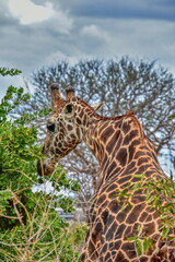 Giraffe close-up neck