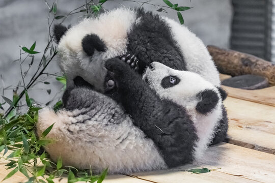 Giant panda,6 months old. two little cute pandas playing with each other