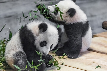 Giant panda,6 months old. two little cute pandas playing with each other