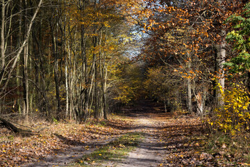 Obraz premium A forest road in autumn. The trees are shedding their leaves. Perfect weather for an autumn walk in the woods. 