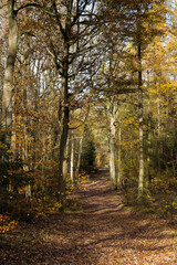 A forest road in autumn. The trees are shedding their leaves. Perfect weather for an autumn walk in the woods.
