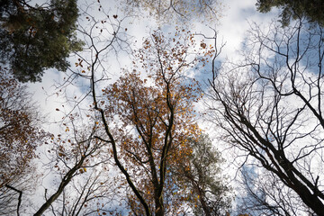 Yellow autumn leaves falling from the tree branches in the forest.
