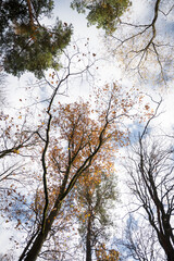 Yellow autumn leaves falling from the tree branches in the forest.
