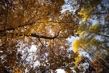 Yellow autumn leaves falling from the tree branches in the forest.
