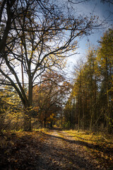 Natural monument, large tree in the forest, autumn.

