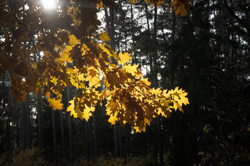 Yellow autumn leaves falling from the tree branches in the forest.
