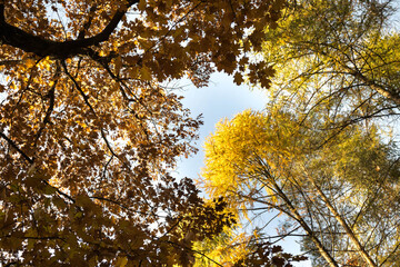 Yellow autumn leaves falling from the tree branches in the forest.
