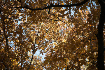 Yellow autumn leaves falling from the tree branches in the forest.
