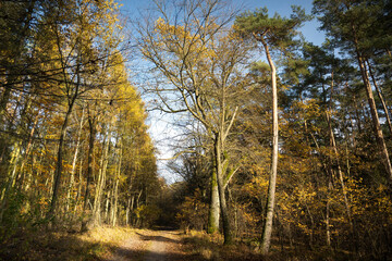 A forest road in autumn. The trees are shedding their leaves. Perfect weather for an autumn walk in the woods.
