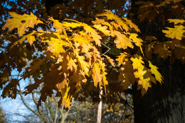 Yellow autumn leaves falling from the tree branches in the forest.
